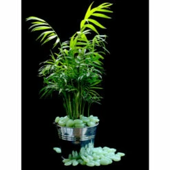 Wenko Leuchtkiesel Colori Grün 100 St. -Günstiges Wenko Geschäft unnamed file 16088