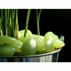 Wenko Leuchtkiesel Colori Grün 100 St. -Günstiges Wenko Geschäft unnamed file 16089