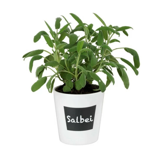 Wenko Kräutertopf Waia 12 Wenko Kräutertopf Waia – Bild 10