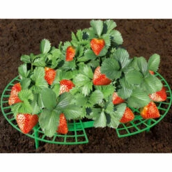 Wenko Erdbeer-Reifer 5er Set -Günstiges Wenko Geschäft unnamed file 22504