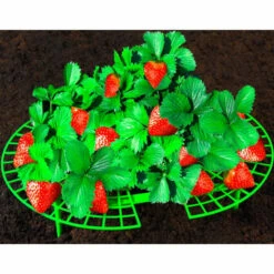 Wenko Erdbeer-Reifer 15er Set -Günstiges Wenko Geschäft unnamed file 25242