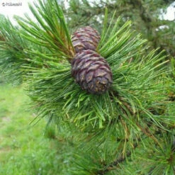 WENKO Natürliches Zedernholzöl 18 Ml, Allrounder Für Haut, Haare, Gesundheit Und Stimmung. Großmutters Hausmittel Gegen Kleidermotten Und Div. Ungeziefer. -Günstiges Wenko Geschäft unnamed file 9733