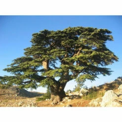 WENKO Natürliches Zedernholzöl 18 Ml, Allrounder Für Haut, Haare, Gesundheit Und Stimmung. Großmutters Hausmittel Gegen Kleidermotten Und Div. Ungeziefer. -Günstiges Wenko Geschäft unnamed file 9734